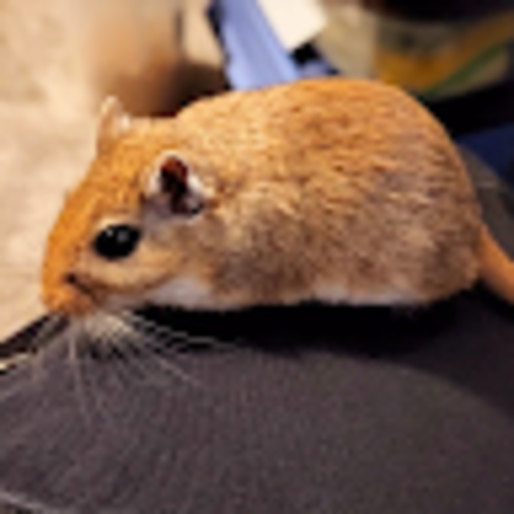 Meet your Posher, Plague